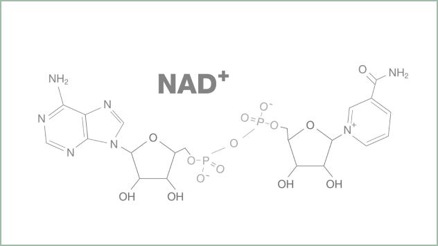 NAD+ (nicotinamide adenine dinucleotide) molecular structure